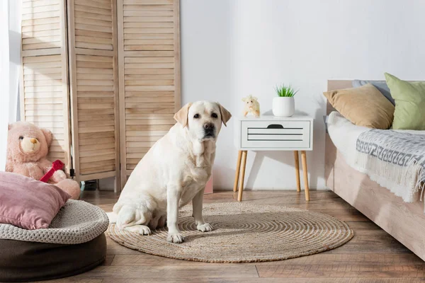 Labrador cane seduto su tappeto vicino al letto del cane in camera da letto — Foto stock