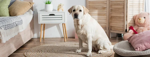 Labrador blickt in Kamera, während er im Schlafzimmer auf Bodenteppich sitzt, Banner — Stockfoto