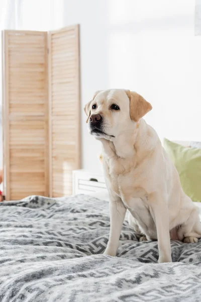 Labrador sitting at home on soft bed — Stock Photo