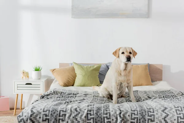 Labrador-Hund sitzt auf weichem Bett in der Nähe von Kissen — Stockfoto