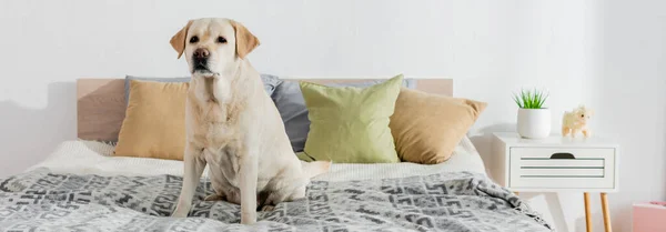 Labrador sitzt auf Bett neben Kissen und Nachttisch, Banner — Stockfoto