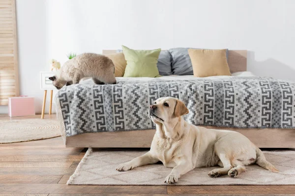 Labrador lying on floor carpet near cat on soft bed — Stock Photo