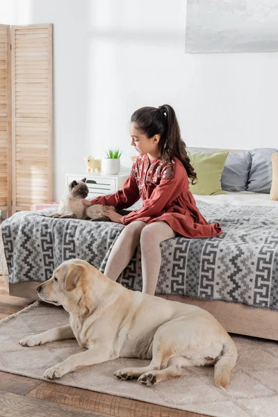 Girl sitting on bed and stroking cat near labrador lying on floor — Stock Photo