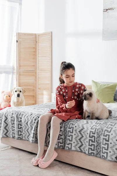 Full length view of preteen girl playing with cat on bed near blurred labrador dog — Stock Photo