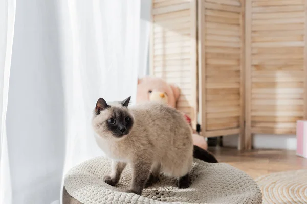 Flauschige Katze sitzt auf weichem Hocker im verschwommenen Schlafzimmer — Stockfoto