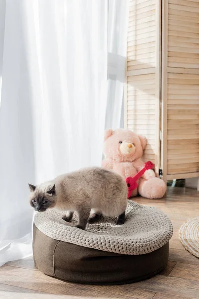 Gato en puf suave y osito de peluche sobre fondo borroso - foto de stock