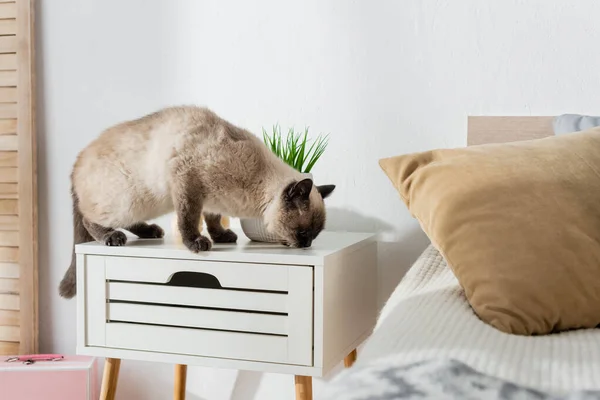 Кішка нюхає щось на тумбочці в спальні — стокове фото