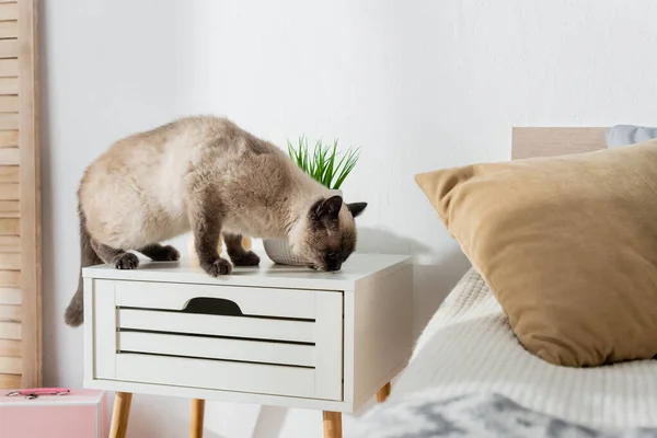 Gato oliendo algo en mesita de noche en el dormitorio - foto de stock