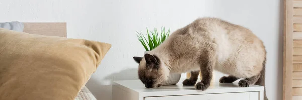 Can on bedside table near green potted plant, banner — Stock Photo