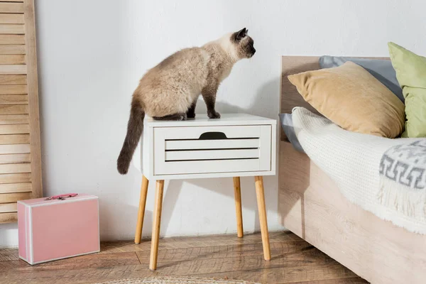 Кошка сидит на тумбочке рядом с кроватью с подушками — стоковое фото