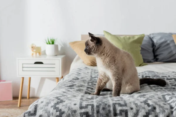 Katze schaut weg, während sie auf weichem Bett neben verschwommenen Kissen und Nachttisch sitzt — Stockfoto