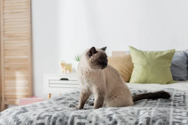 Katze sitzt zu Hause auf weichem Bett und schaut weg — Stockfoto