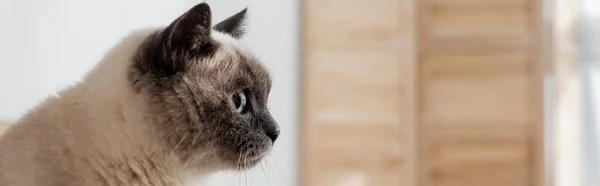 Flauschige Katze, die zu Hause wegschaut, Banner — Stockfoto