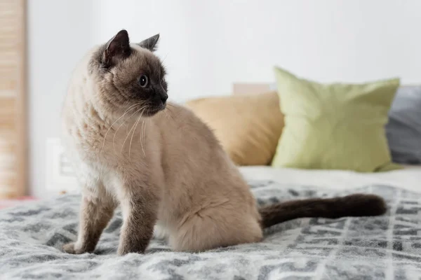 Flauschige Katze sitzt auf Bett neben verschwommenen Kissen — Stockfoto