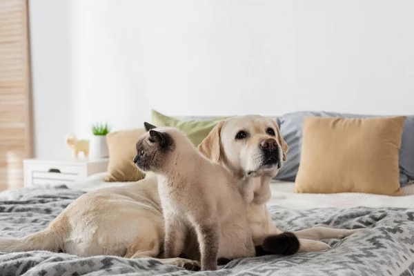 Labrador cão e gato deitado em cama macia perto de almofadas borradas — Fotografia de Stock