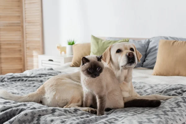 Katze und Labrador auf kuscheligem Bett zu Hause — Stockfoto