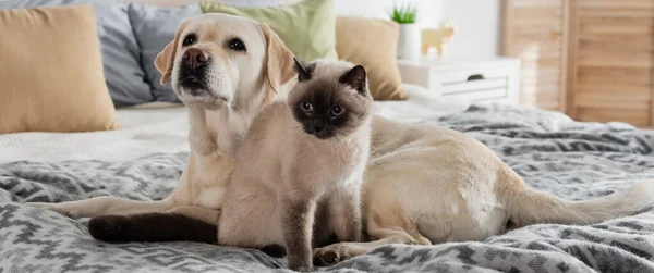 Labrador y gato en la cama suave juntos, bandera — Stock Photo