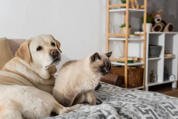 Pelzige Katze sitzt auf Bett neben Labrador-Hund — Stockfoto