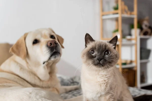 Cão labrador borrado perto gato engraçado no quarto — Fotografia de Stock