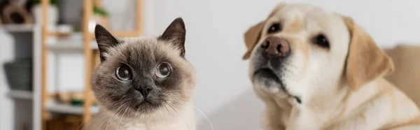 Funny cat looking away near blurred labrador at home, banner — Stock Photo