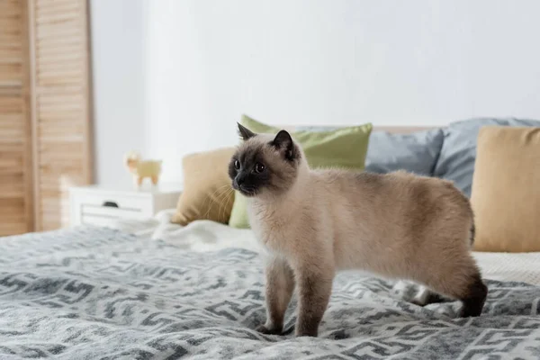 Gatto peloso in piedi su un letto morbido a casa — Foto stock