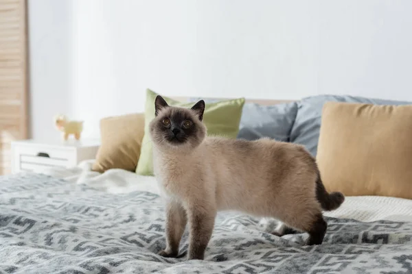 Gato peludo de pie en la cama y mirando hacia arriba - foto de stock