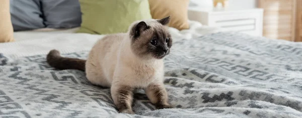 Gato fofo deitado na cama perto de almofadas borradas, banner — Fotografia de Stock