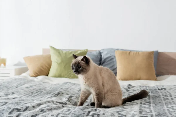 Felino fofo sentado na cama macia perto de travesseiros no fundo borrado — Fotografia de Stock