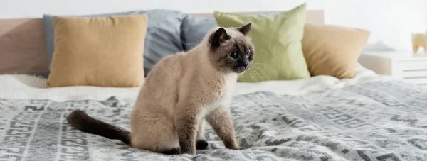 Cat sitting on bed near soft pillows on blurred background, banner — Stock Photo