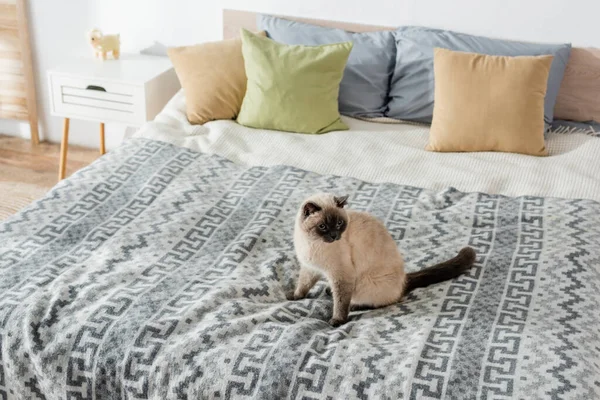 Vista de ángulo alto del gato sentado en la cama suave con almohadas - foto de stock