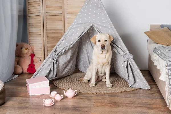 Labrador dog sitting in wigwam near toy tea set and teddy bear — Stock Photo