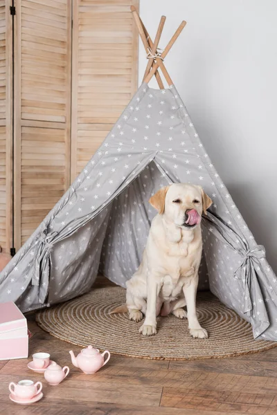 Labrador dans wigwam collant la langue près de jeu de thé jouet — Photo de stock