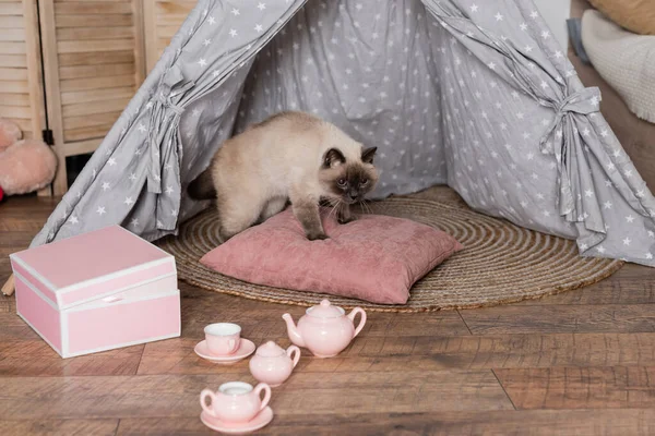 Toy tea set near cat on pillow in wigwam — Stock Photo