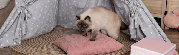 Gato en almohada suave en wigwam, bandera - foto de stock