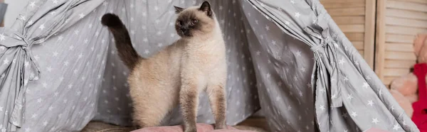 Gato peludo mirando hacia fuera de wigwam en casa, bandera - foto de stock