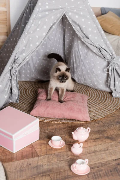 Chat moelleux sur oreiller dans wigwam près jeu de thé jouet et boîte — Photo de stock