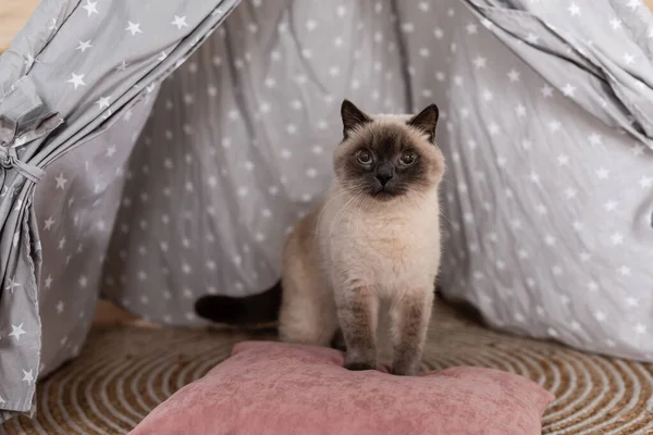 Gato peludo sentado en la almohada en wigwam y mirando hacia otro lado - foto de stock