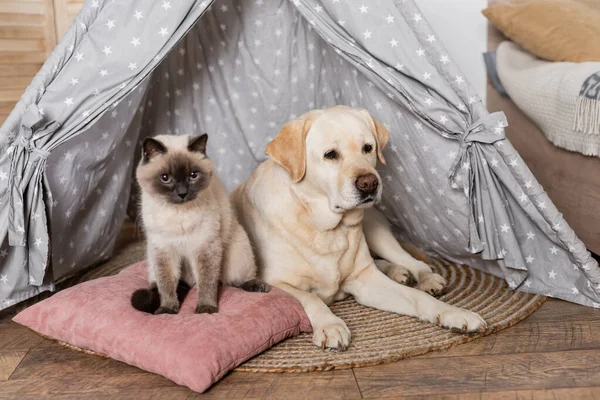 Cat sitting on soft pillow near labrador lying in wigwam — Stock Photo