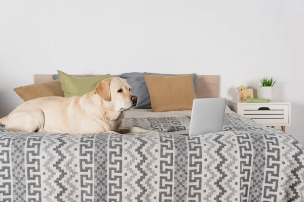Yellow labrador dog lying near laptop on bed with pillows — Stock Photo