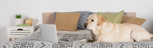 Cane labrador sdraiato vicino al computer portatile sul letto con cuscini, banner — Foto stock