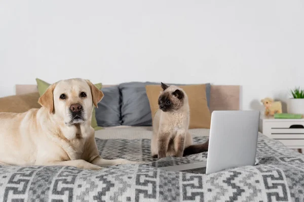 Cat and labrador dog near laptop and blurred pillows on bed — Stock Photo