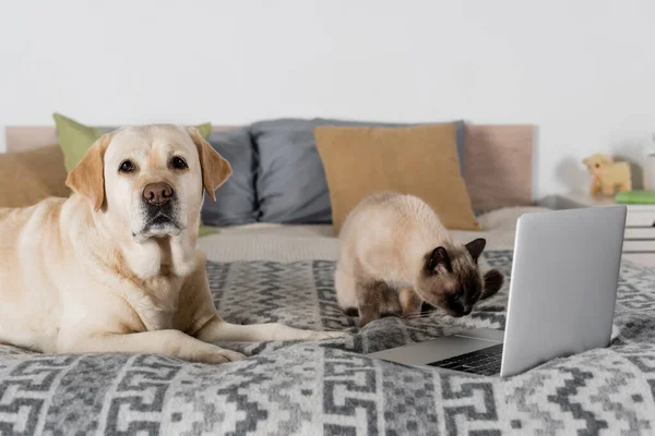 Labrador guardando la fotocamera mentre il gatto annusa computer portatile sul letto — Foto stock