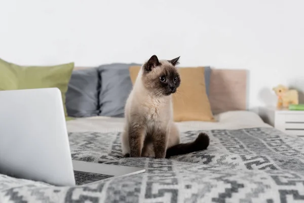 Gato sentado en la cama cerca de la computadora portátil y almohadas borrosas - foto de stock