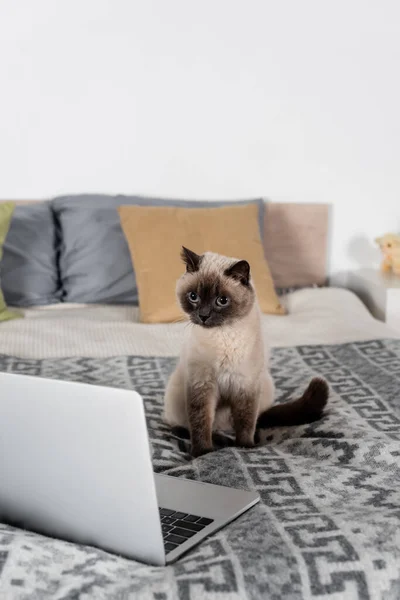 Katze sitzt auf Bett neben Computer und Kissen auf verschwommenem Hintergrund — Stockfoto