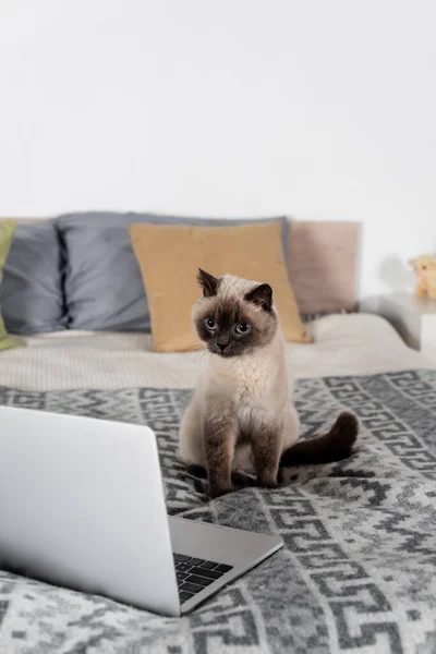 Gato sentado en la cama cerca de la computadora y almohadas sobre fondo borroso - foto de stock