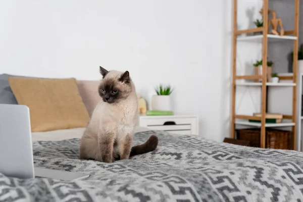 Кот смотрит на ноутбук, сидя дома на кровати — стоковое фото