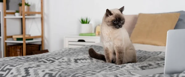 Cat sitting on bed near laptop and pillows on blurred background, banner — Stock Photo