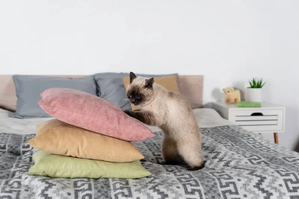 Пухнастий кіт біля стопки м'яких подушок у спальні — стокове фото