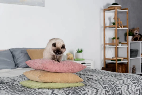 Gato sentado en la pila de almohadas en el dormitorio - foto de stock