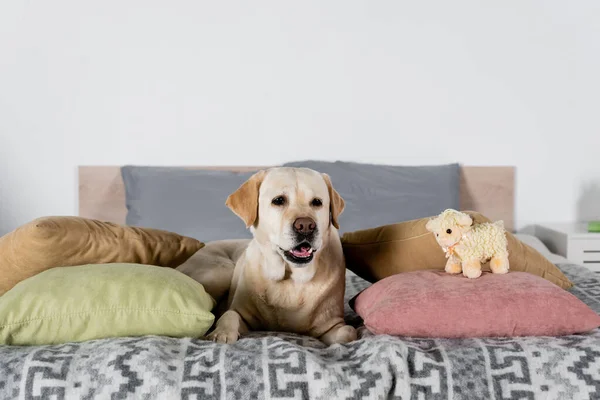 Labrador liegt auf Bett in der Nähe von Kissen und Spielzeuglamm — Stockfoto